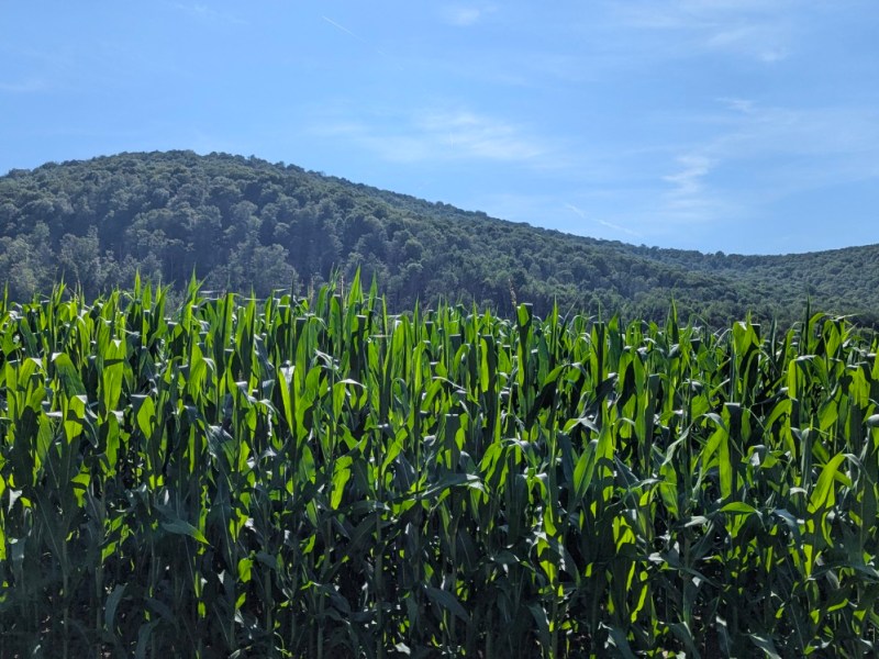 New York to&nbsp;Shenandoah.