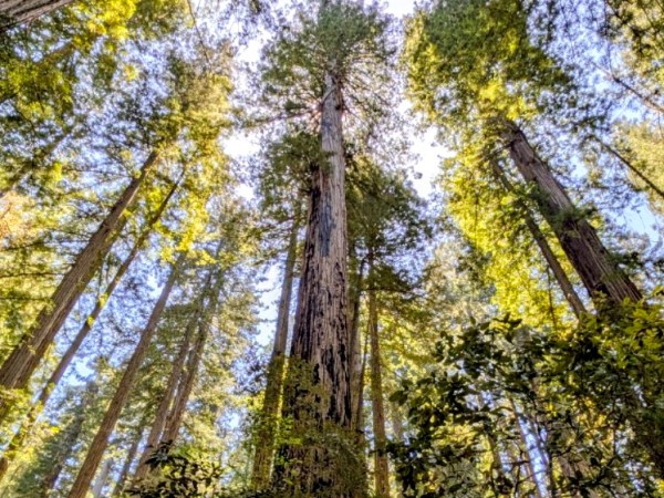 Redwoods